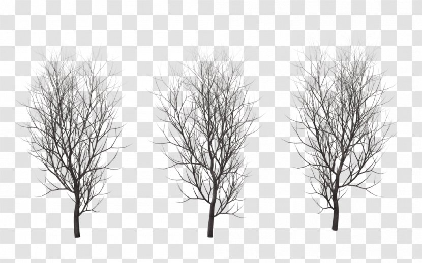Drawing Trees Branch Plant - Winter Tree Transparent PNG