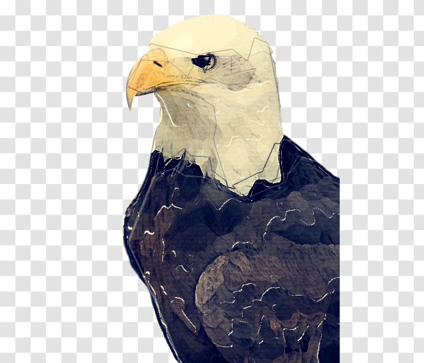 Bird Bald Eagle Of Prey Beak - Golden Sea Transparent PNG