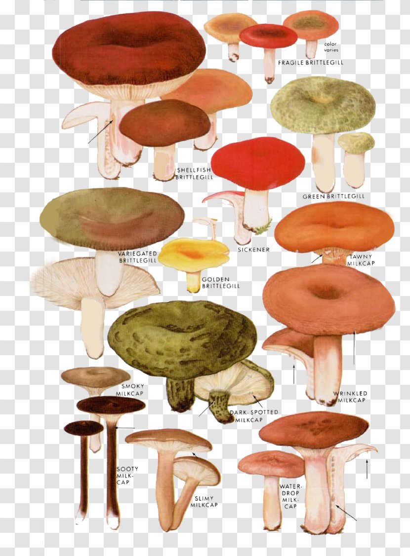 Mushroom Drawing Fungus Illustration - Cartoon Transparent PNG