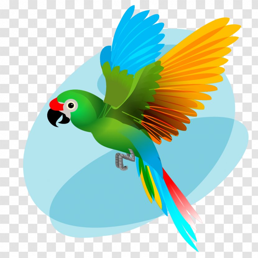 Macaw Beak Budgerigar Bird - Drawing Transparent PNG
