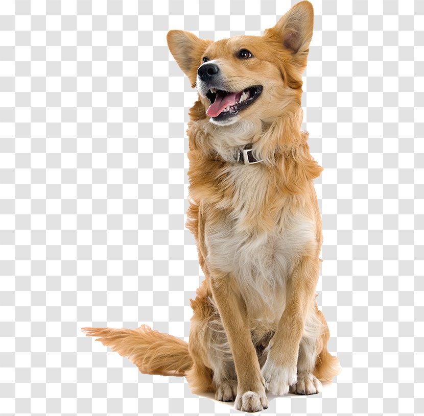 Dog Collar Pet Sitting - Like Mammal - Weston Cage 2018 Transparent PNG
