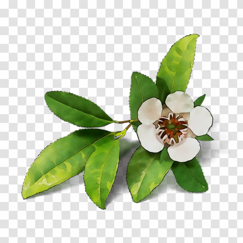 DoTERRA Copaiba Softgels Essential Oil Fragrance - Plant - Blossom Transparent PNG