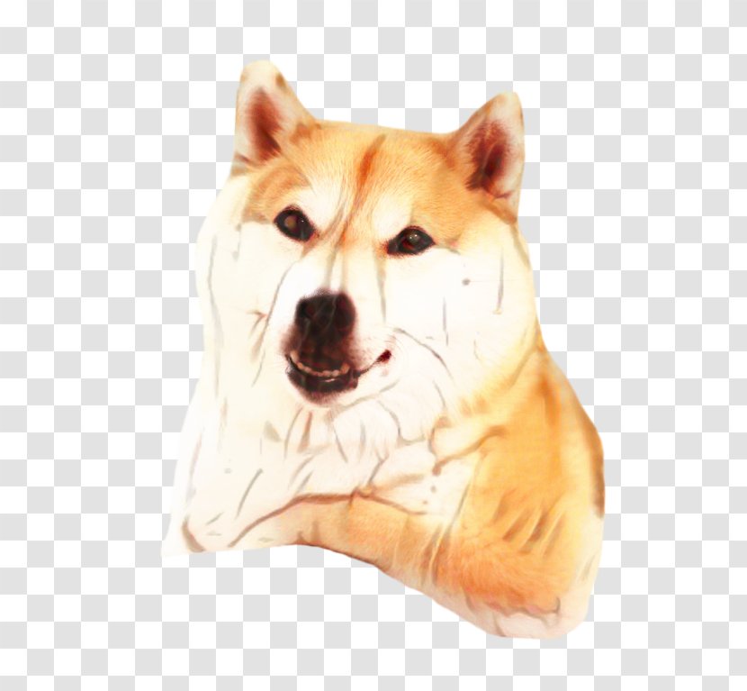 Dog And Cat - Akita Inu - Rare Breed Transparent PNG