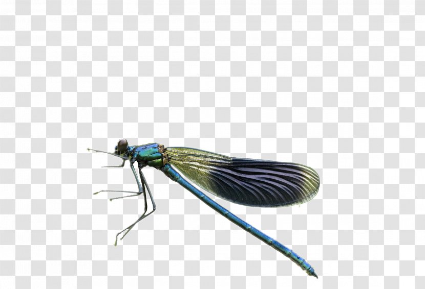 Dragonfly Pterygota - Arthropod - Small Transparent PNG