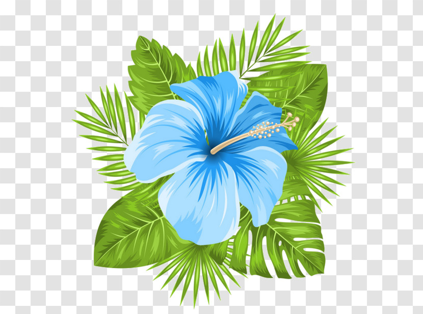 Blue Hawaiian Hibiscus Flower Hibiscus Plant Transparent PNG