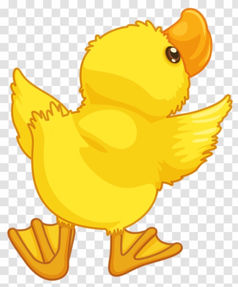 Baby Ducks Cartoon - Organism - Duckling Transparent PNG