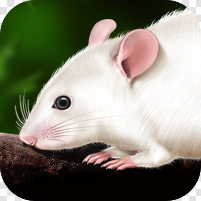 Rat Murids Mouse Dissection Anatomy - Pest - & Transparent PNG