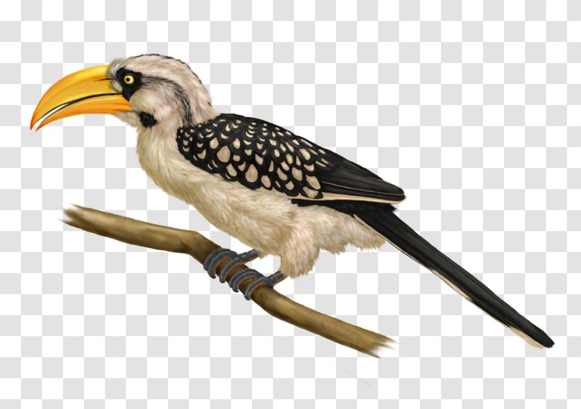 Eastern Yellow-billed Hornbill Bird Northern Red-billed Southern - Yellowbilled Transparent PNG