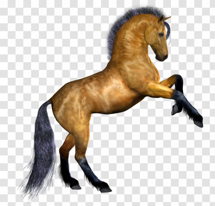 Mustang Pony Stallion Drawing Pack Animal - Snout Transparent PNG
