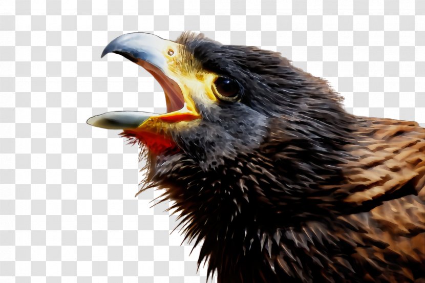 Bird Beak European Starling Falconiformes Cuckoo - Blackbird Wildlife Transparent PNG