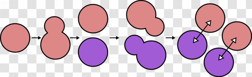 Mating Of Yeast Brewer's Type Biological Life Cycle - Petal Transparent PNG