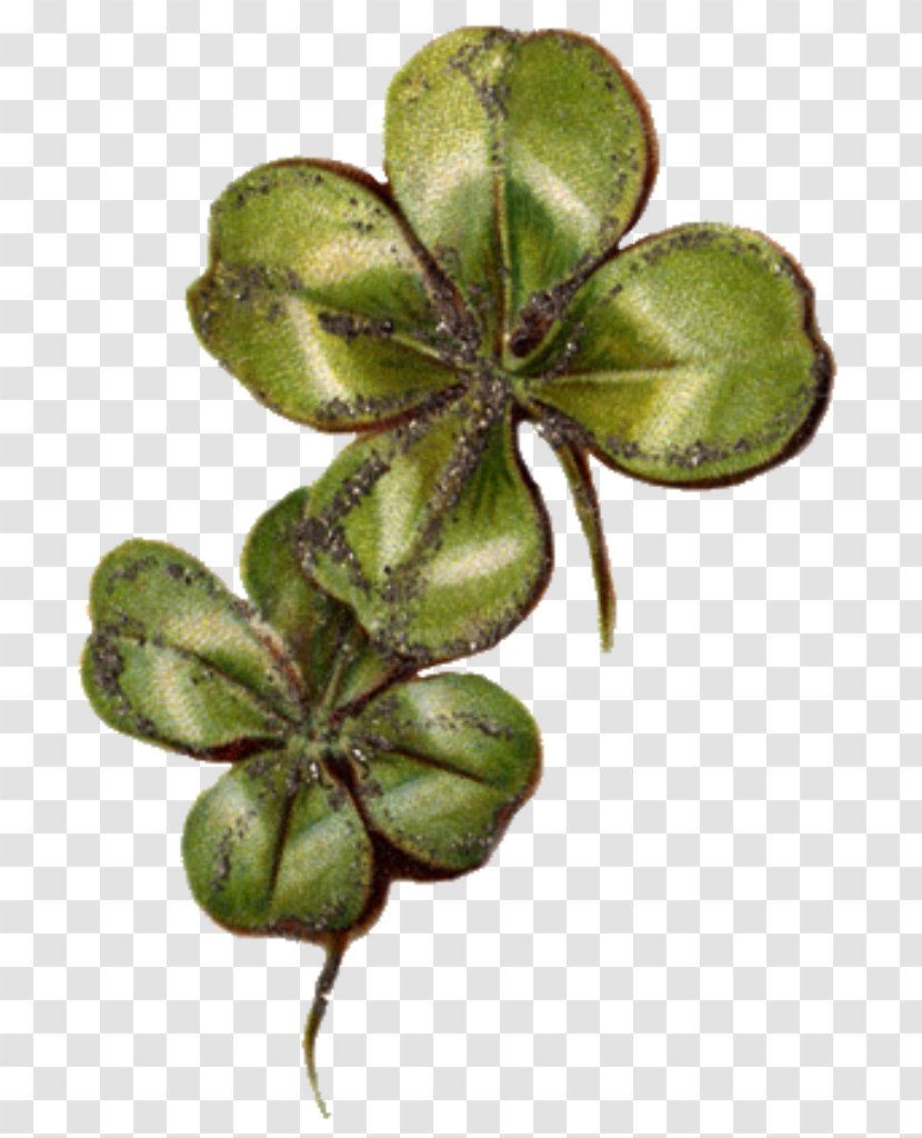Four-leaf Clover Luck Symbol Transparent PNG