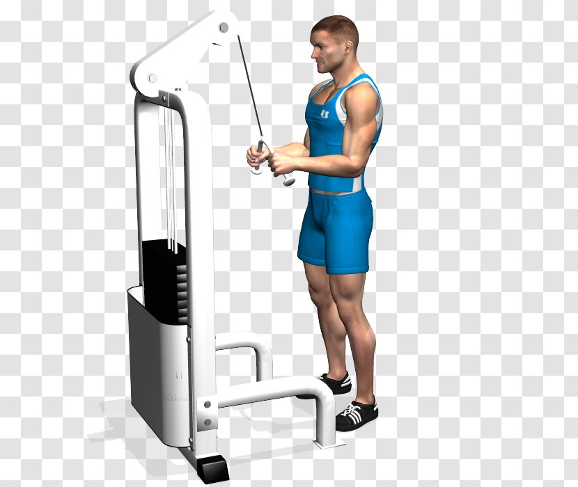 Shoulder Triceps Brachii Muscle Pushdown Lying Extensions Exercise - Balance - Arm Transparent PNG