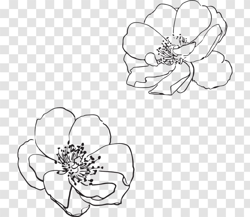 Line Art Drawing Flower Visual Arts - Watercolor - Wildflower Vector Transparent PNG