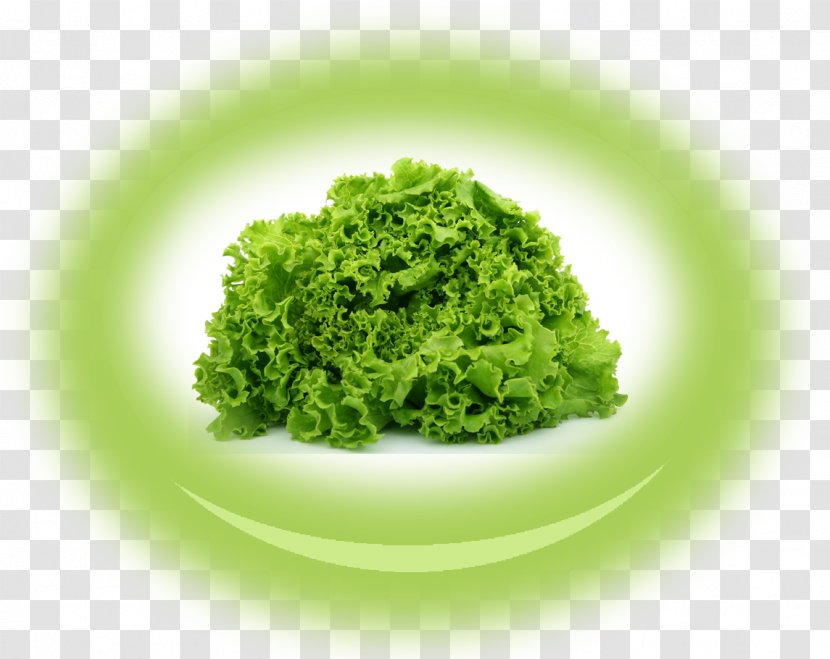 Iceberg Lettuce Romaine Salad Leaf Vegetable Transparent PNG