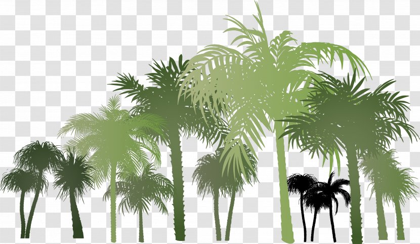 Palm Group - Coconut - Borassus Flabellifer Transparent PNG
