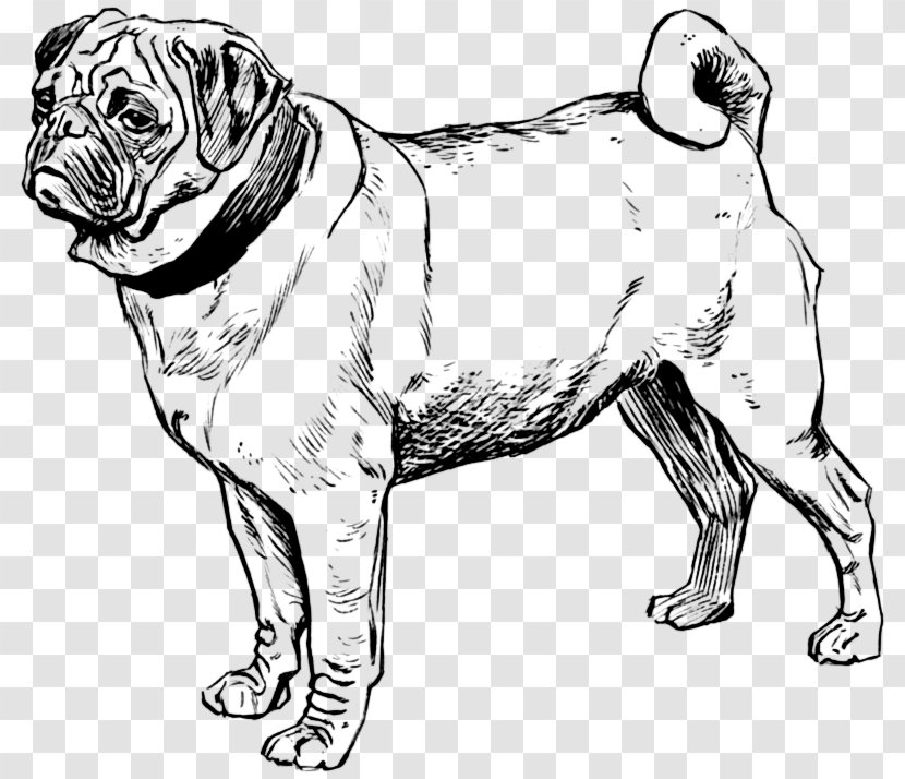 Puppy Pug Bull Terrier Coloring Book Boston Transparent PNG