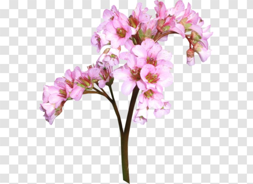 Moth Orchids Cut Flowers Floral Design Alstroemeriaceae - Petal - Flower Transparent PNG