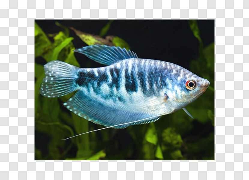 Dwarf Gourami Three Spot Pearl Fish - Freshwater Transparent PNG