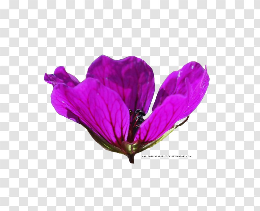 Lilac Lavender Violet Magenta Purple - Flowering Plant - Flower Transparent PNG