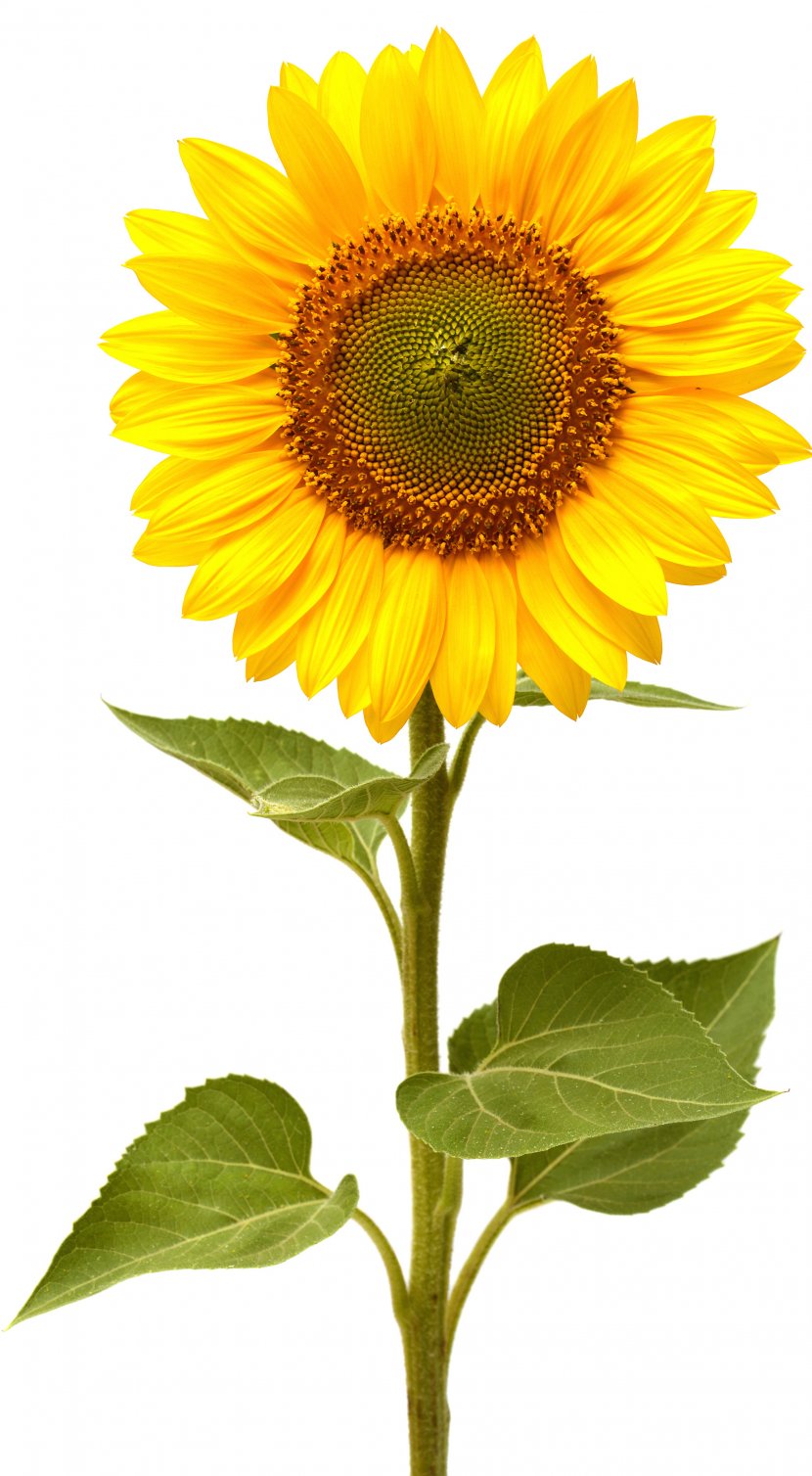Common Sunflower Life Cycle Of A This Is The Seed - Science Transparent PNG