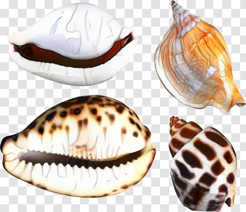 Snail Cartoon - Mussel - Bivalve Shell Transparent PNG