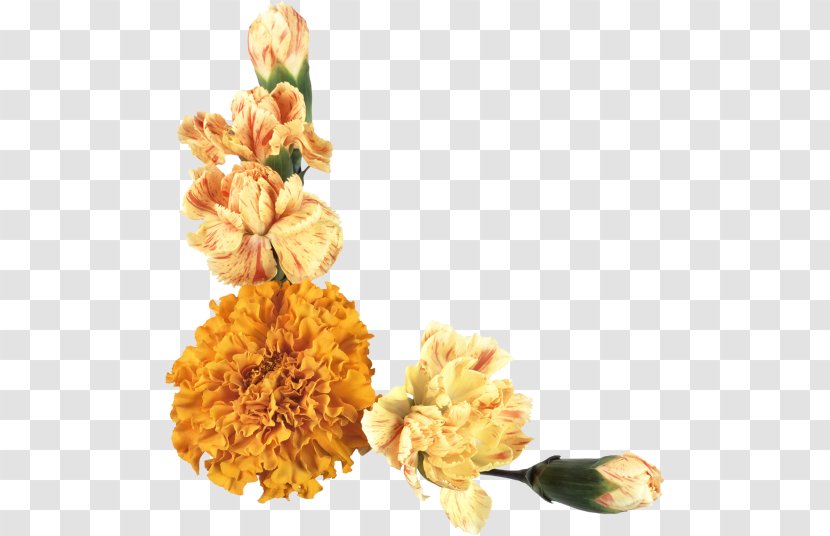 Flower Lossless Compression Clip Art - Photography Transparent PNG