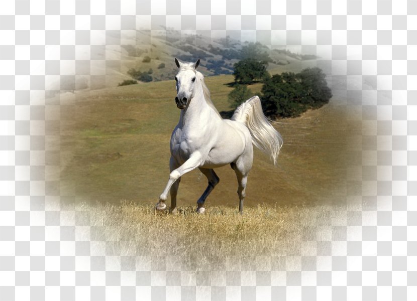Arabian Horse Stallion Andalusian Gypsy White - Rare Animals Transparent PNG