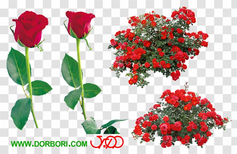 Rose Shrub Image Clip Art - Plants - Cut Flowers Transparent PNG