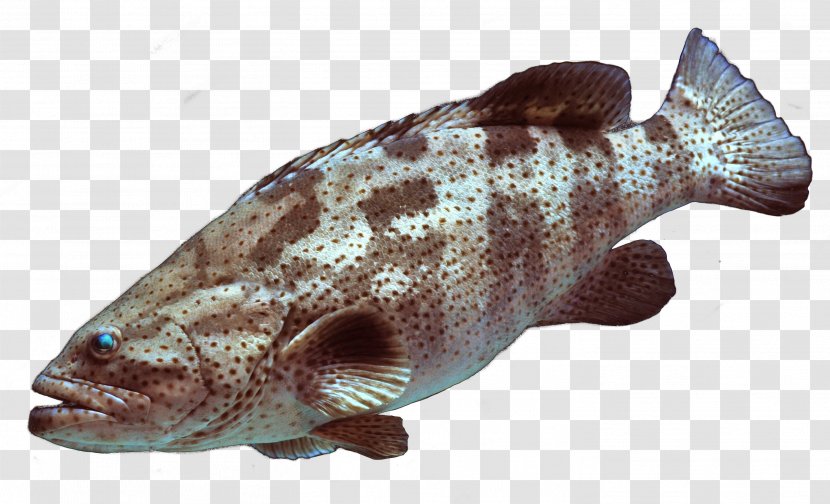 Bony Fishes Atlantic Cod Marbled Rockcod - Fish Transparent PNG
