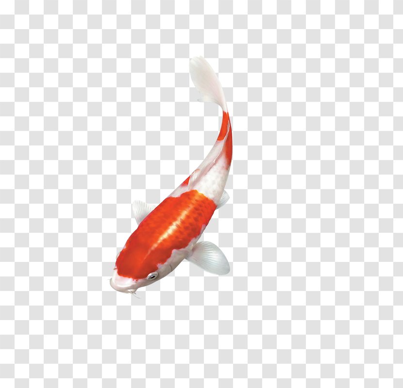 Koi Goldfish Clip Art - Fish Transparent PNG