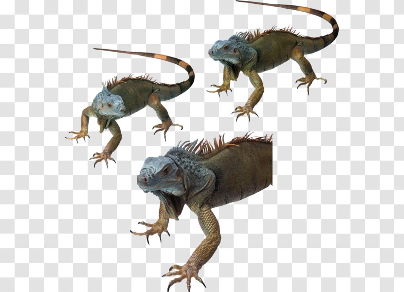 Common Iguanas Dragon Lizards Reptile Chameleons - Lizard Transparent PNG
