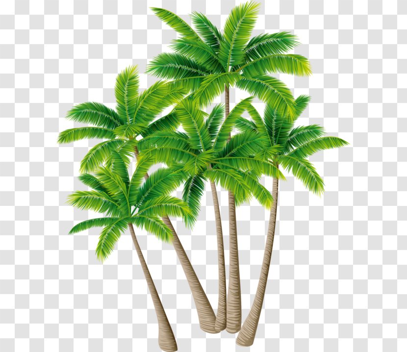 Coconut Palm Trees Shrub - Date Transparent PNG