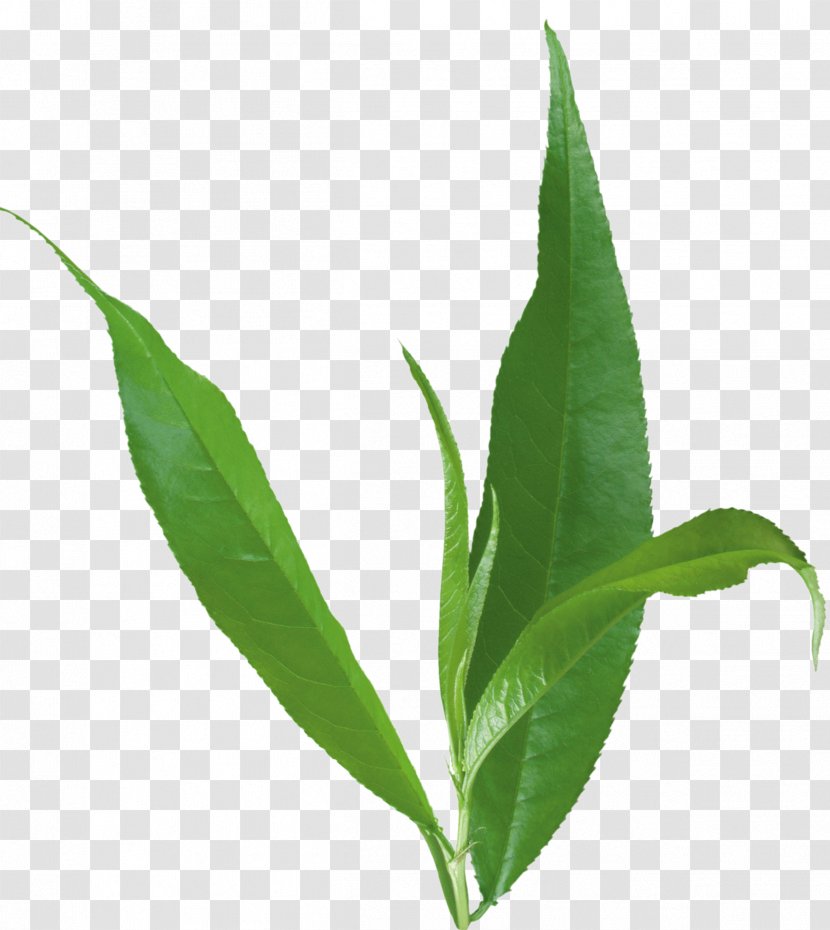 Leaf Plant Stem Herb - Tea Transparent PNG