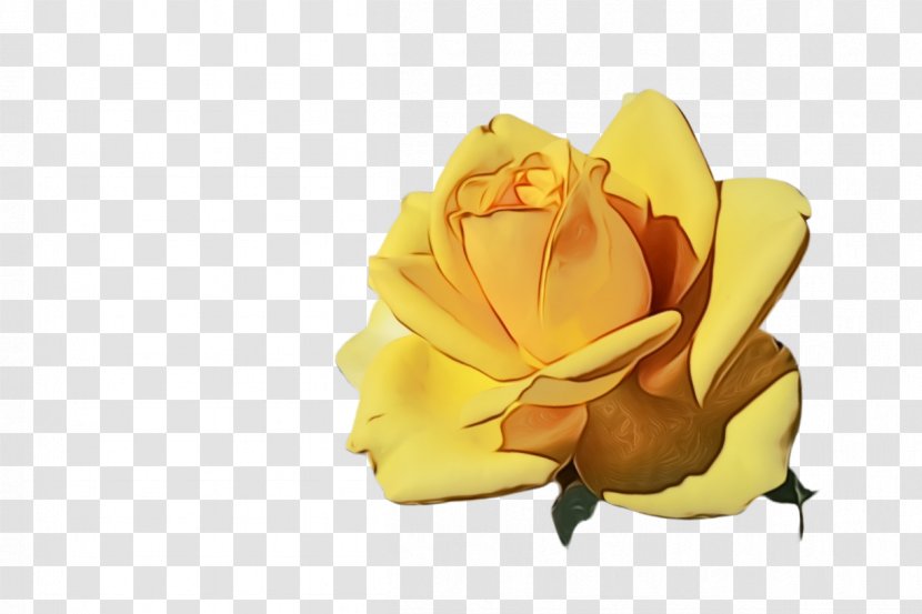 Garden Roses - Flower - Rose Order Cut Flowers Transparent PNG