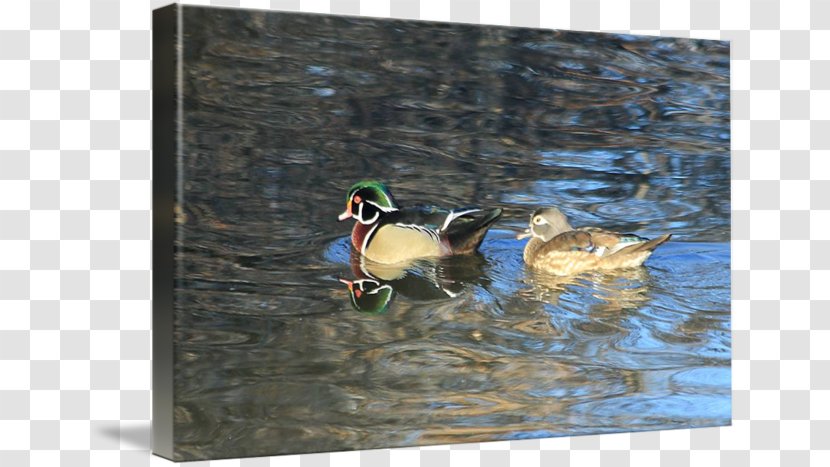 Mallard Seaducks Fauna Pond - Waterfowl - Wood Duck Transparent PNG
