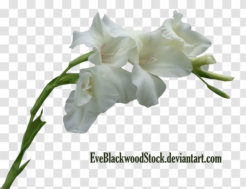 Cut Flowers Plant Stem Gladiolus - Iridaceae Transparent PNG