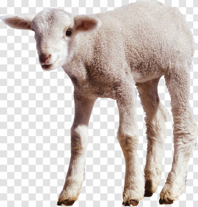 Sheep Goat - Snout - White Little Image Transparent PNG
