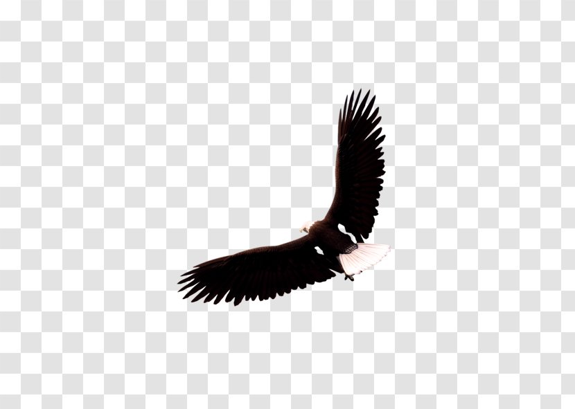 Eagle - Hawk - Vecteur Transparent PNG