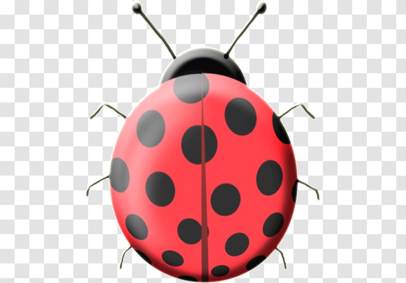 Ladybird Beetle Color Asian Lady Red - Mariquita Transparent PNG