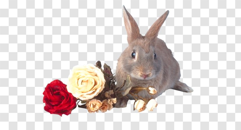 Domestic Rabbit Hare - Yellow Transparent PNG