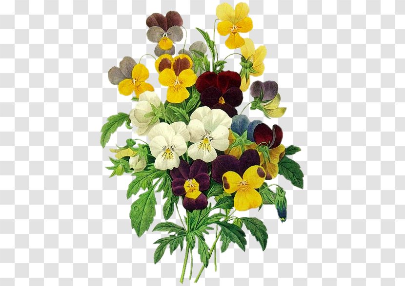 Redoute Flowers Coloring Book Les Liliacxe9es Pansy Printmaking Watercolor Painting - Botanist - Antique Hand-painted Picture Material Antiquity Decorative Transparent PNG