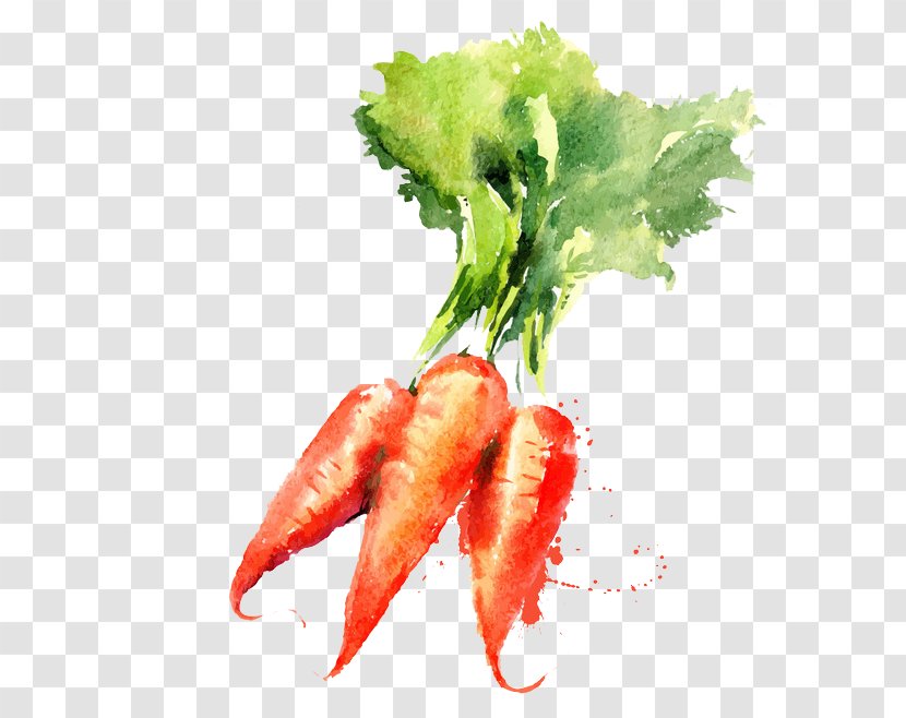 Watercolor Painting Vegetable Drawing Carrot - Painted Transparent PNG