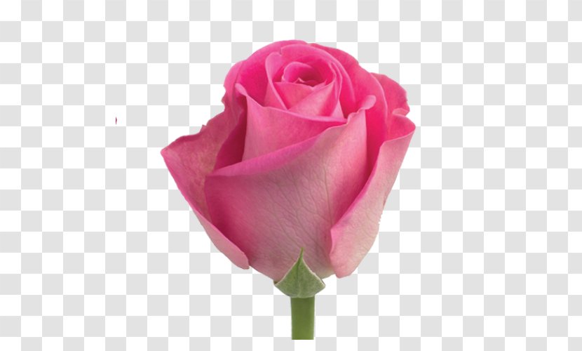 Garden Roses Cabbage Rose Floribunda Pink Flower - Cut Flowers - Molecule Tiny Homes Blogspot Transparent PNG