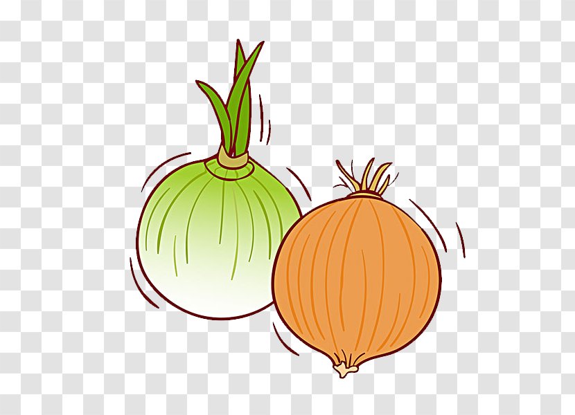 Calabaza Pumpkin Onion Vegetable Illustration - Garlic Transparent PNG