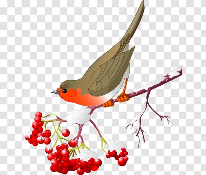 St. Louis Cardinals Clip Art Northern Cardinal Royalty-free Vector Graphics - Old World Flycatcher - Bird Berry Branch Transparent PNG