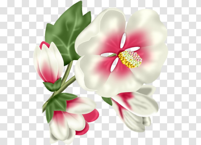 Tulip Cut Flowers Petal Clip Art - Lily Family Transparent PNG