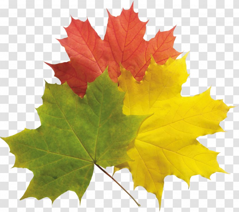 Autumn Leaf Color - Plant - Leaves Transparent PNG