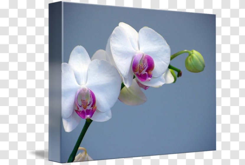 Moth Orchids Concime Flower Plant - It - White Orchid Transparent PNG
