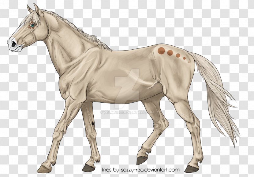 Foal Pony Mare Mustang Thoroughbred - Stallion Transparent PNG